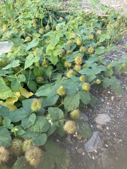 Passiflora vesicaria