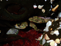 Leptograpsus variegatus