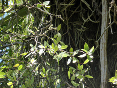 Pittosporum cornifolium