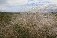 Austrostipa elegantissima