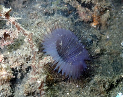 Myxicola