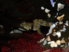 Leptograpsus variegatus