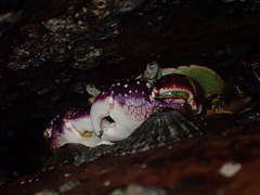 Leptograpsus variegatus