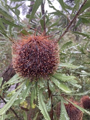 Banksia ornata