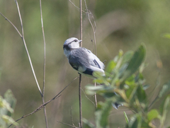 Cyanistes cyanus
