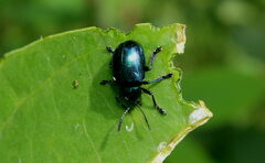 Chrysomelidae