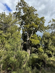Dacrydium cupressinum