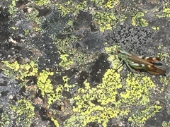 Chorthippus binotatus