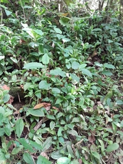 Goodyera