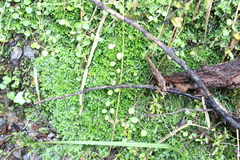 Lobelia angulata