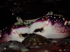 Leptograpsus variegatus