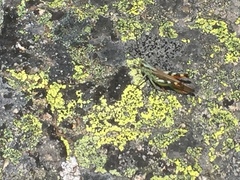 Chorthippus binotatus