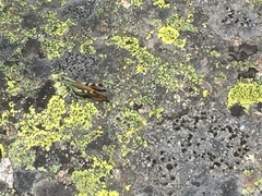 Chorthippus binotatus