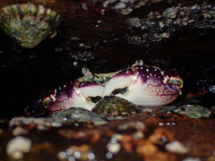 Leptograpsus variegatus