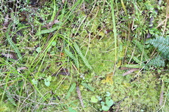 Blechnum penna-marina