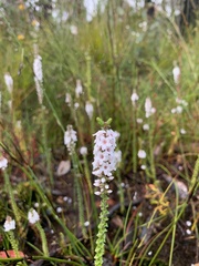 Epacris microphylla
