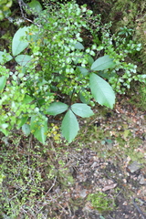 Pseudopanax colensoi