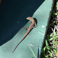 Takydromus tachydromoides