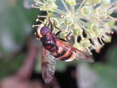 Volucella elegans