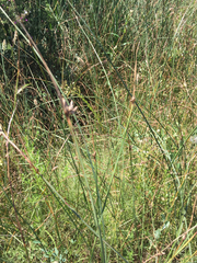 Schoenoplectus americanus