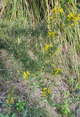Ulex parviflorus