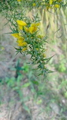 Ulex parviflorus