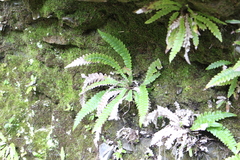 Blechnum chambersii