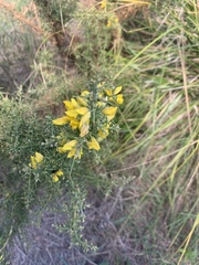 Ulex parviflorus