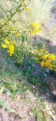 Ulex parviflorus