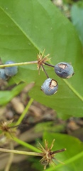 Mackinlaya macrosciadea