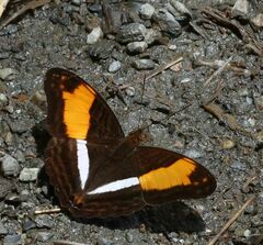 Adelpha phylaca pseudaethalia