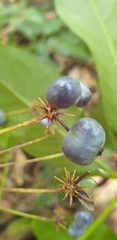 Mackinlaya macrosciadea