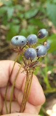 Mackinlaya macrosciadea