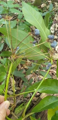 Mackinlaya macrosciadea