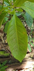 Mackinlaya macrosciadea