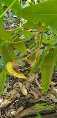 Mackinlaya macrosciadea