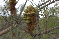 Banksia tricuspis