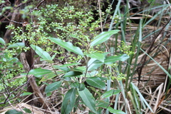 Olearia avicenniifolia
