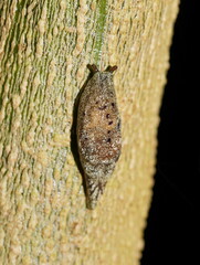 Cystopelta purpurea