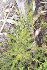 Coprosma pseudocuneata