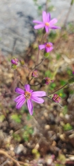 Senecio arenarius