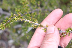 Coprosma pseudocuneata