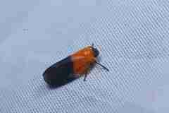 Paracercopoides flavithorax