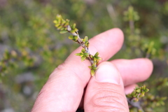 Coprosma pseudocuneata