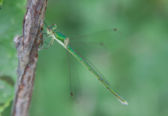 Lestes virens vestalis