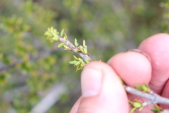 Coprosma pseudocuneata