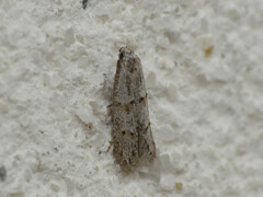 Symmocoides oxybiella