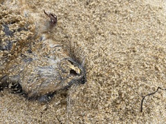 Hydromys chrysogaster