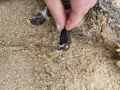 Hydromys chrysogaster