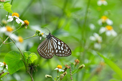 Ideopsis similis